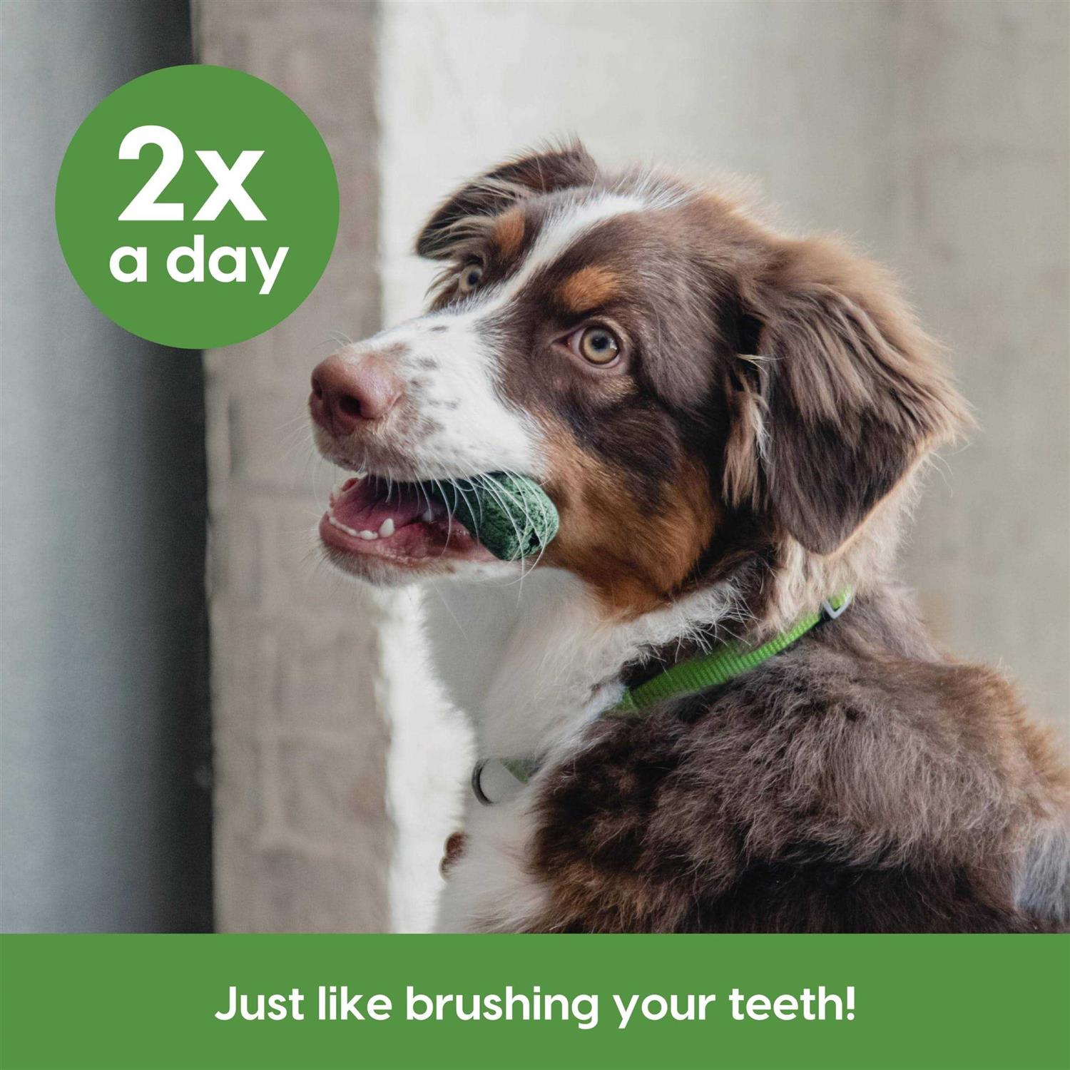 Ark Naturals Sensitive Gums Brushless Toothpaste - Pet Supplies online store