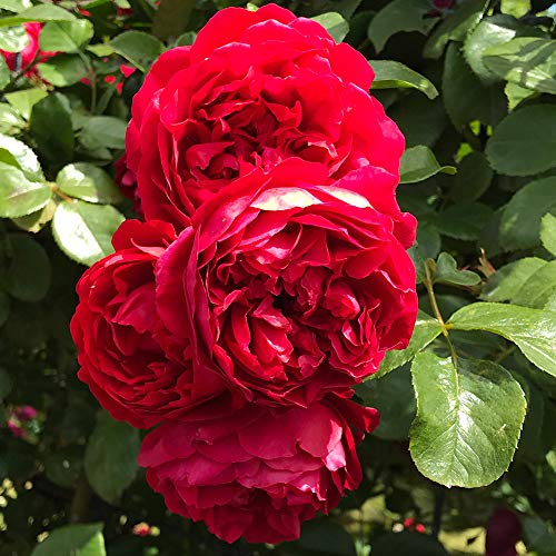 Heirloom Roses Climbing Rose Plant - Kolorscape® Florentina Red Rose Bush, Climber Roses Live Plant for Planting Outdoors