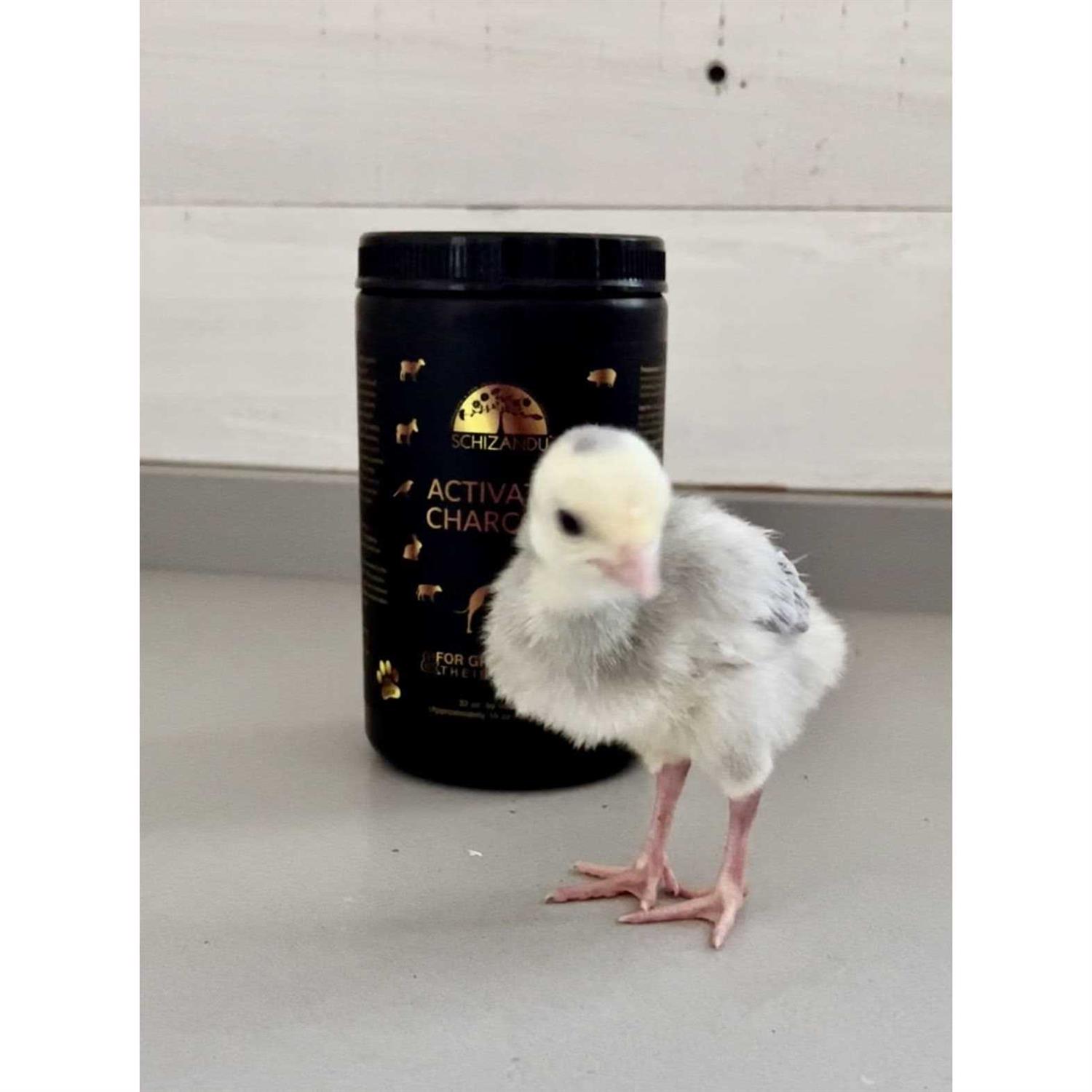 Activated Charcoal for Pets - Pet Supplies online store