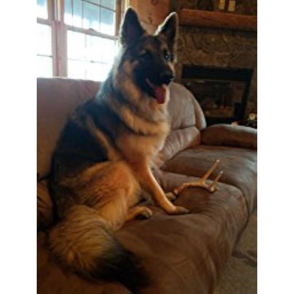 Big Dog Antler Chews Whitetail Deer Antler Dog Chew Medium 8 Inches to 13 Inches Long - Pet Supplies online store