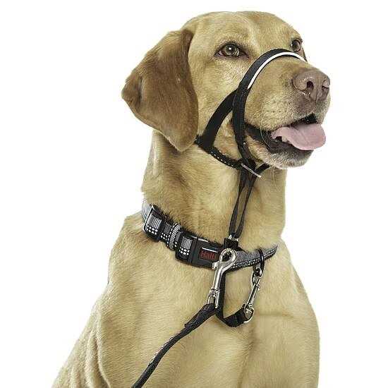 Halti Headcollar - Pet Supplies online store