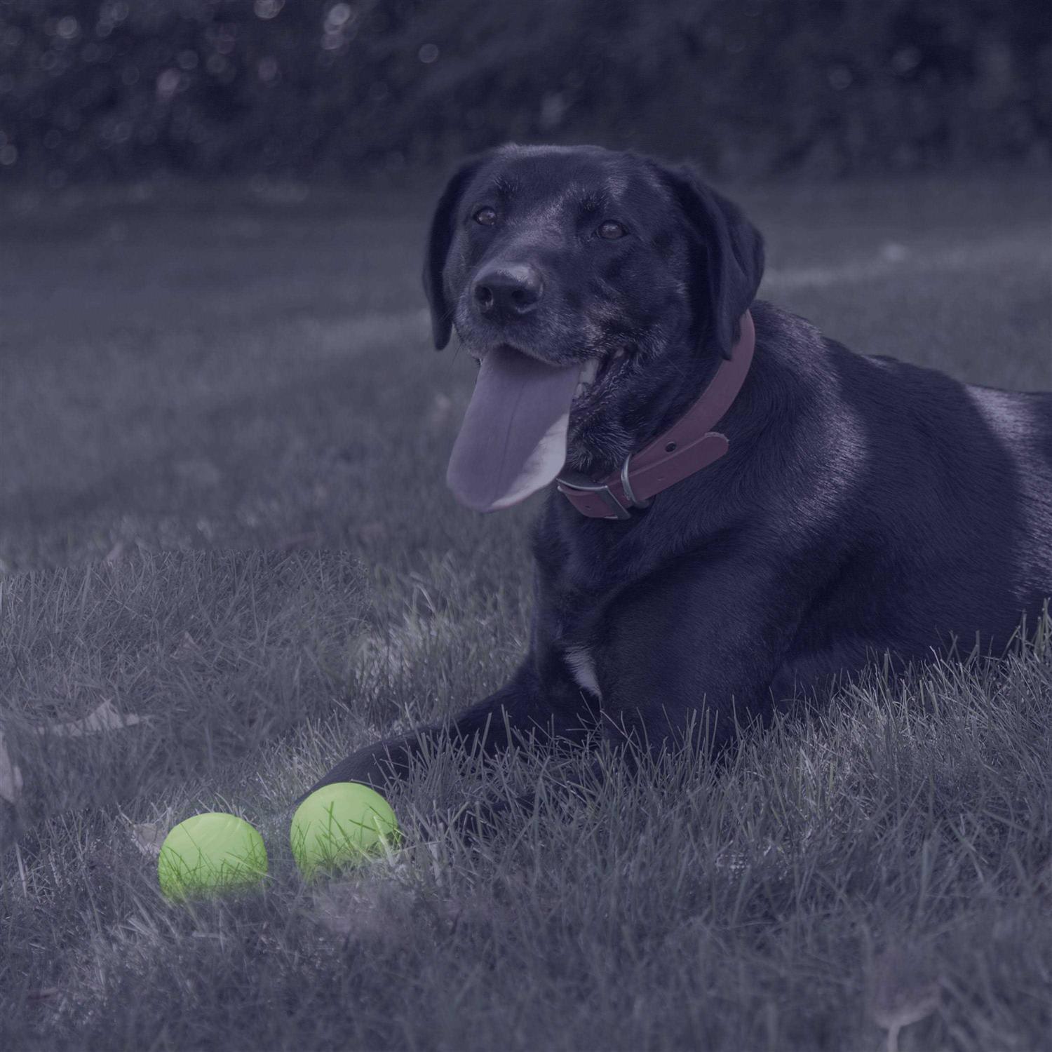 Chew King Glow Ball Dog Toys - Pet Supplies online store