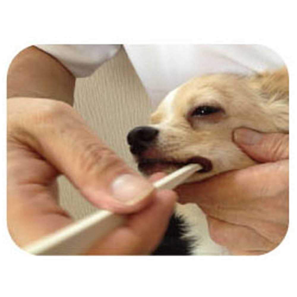 Toothbrush for Dogs Easy to Use Made in Japan Kenko care by Mind Up - Pet Supplies online store