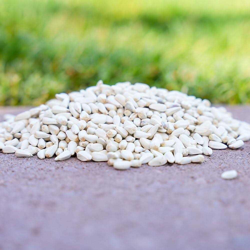 Desert Valley Supply Desert Valley Premium Safflower Seeds Wild Bird Food - Pet Supplies online store