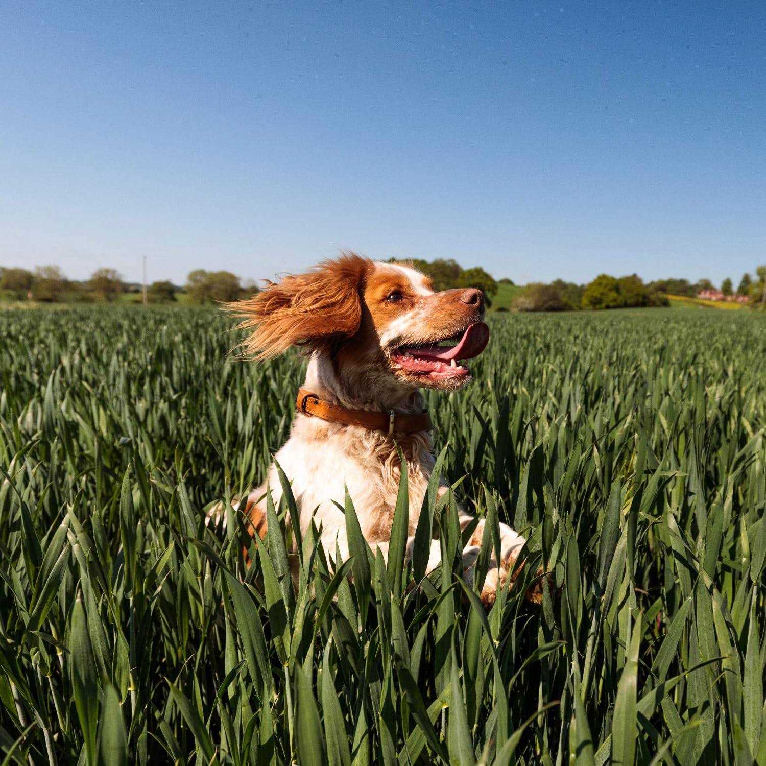 Nutro Max Dry Dog Food Adult Recipe - Pet Supplies online store