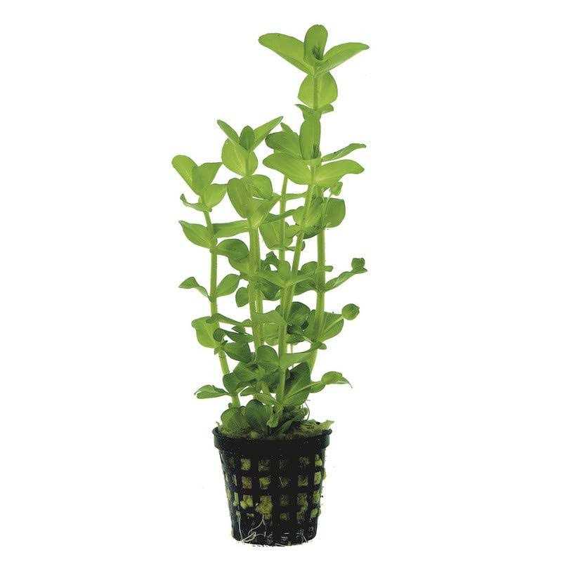 AquaLeaf Aquatics Potted Live Aquarium Plants - Pet Supplies online store