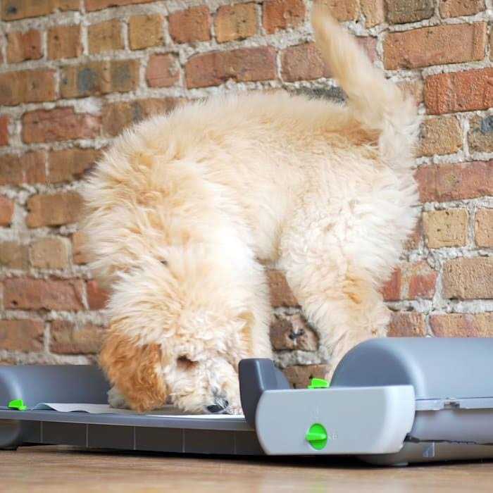 Brilliant Pad Smart Self-Cleaning Automatic Indoor Puppy Potty Pad - Pet Supplies online store