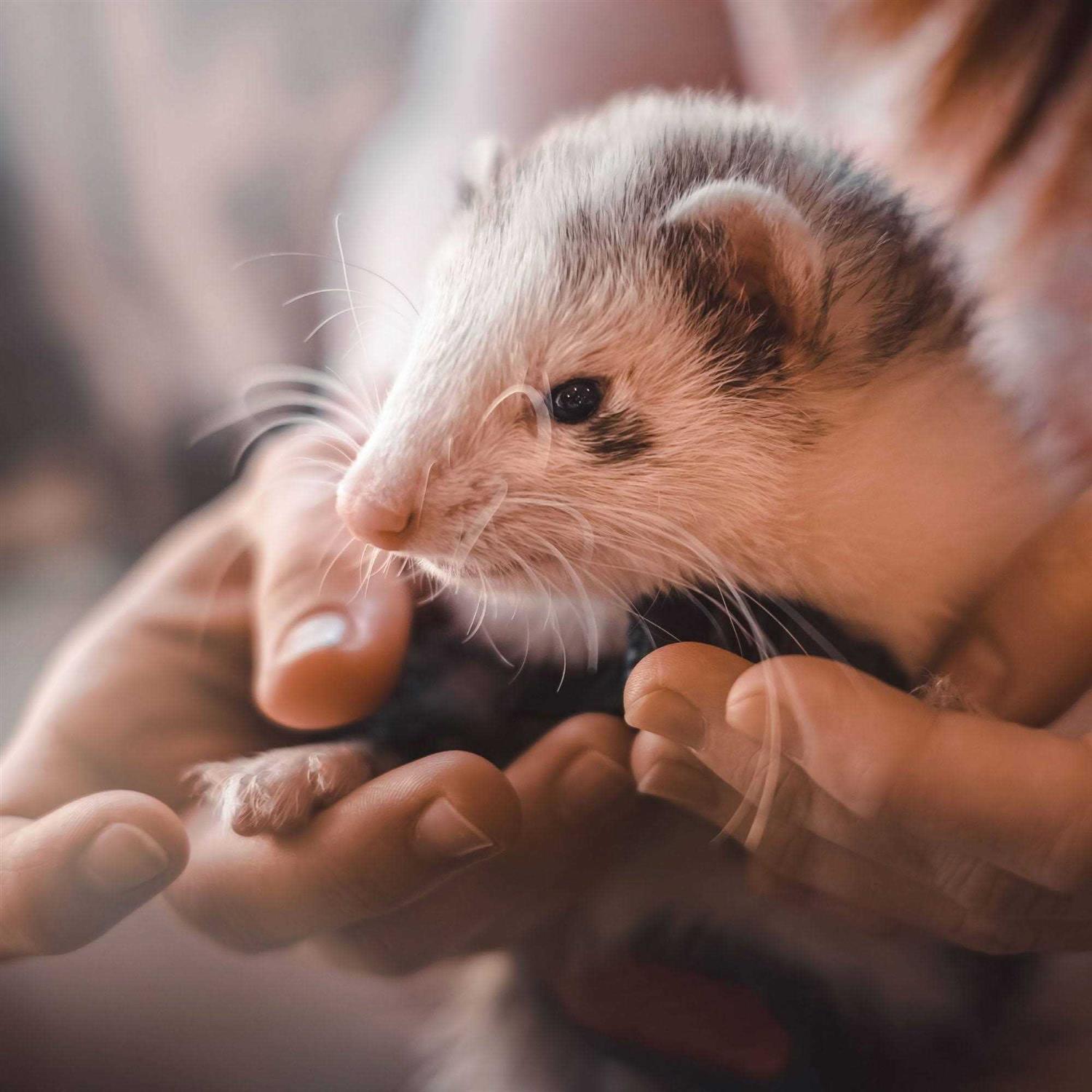 Beaphar Malt Paste Ferrets Vitamin - Pet Supplies online store