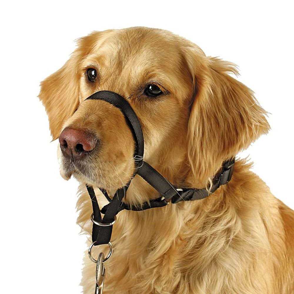 Barkless Dog Head Collar No Pull Training Tool for Dogs on Walks - Pet Supplies online store