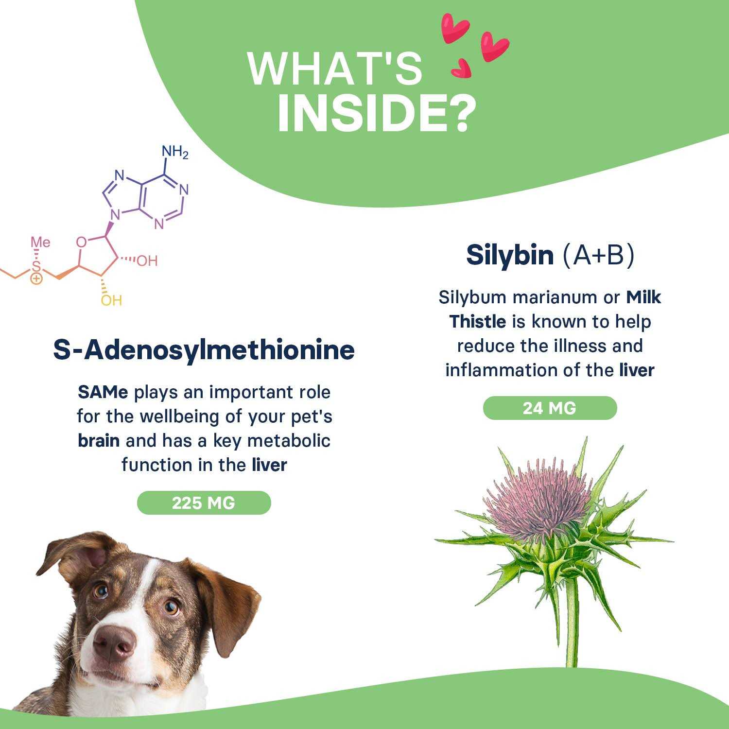 Silymarin Advanced Dogs and 30 tablets - Pet Supplies online store