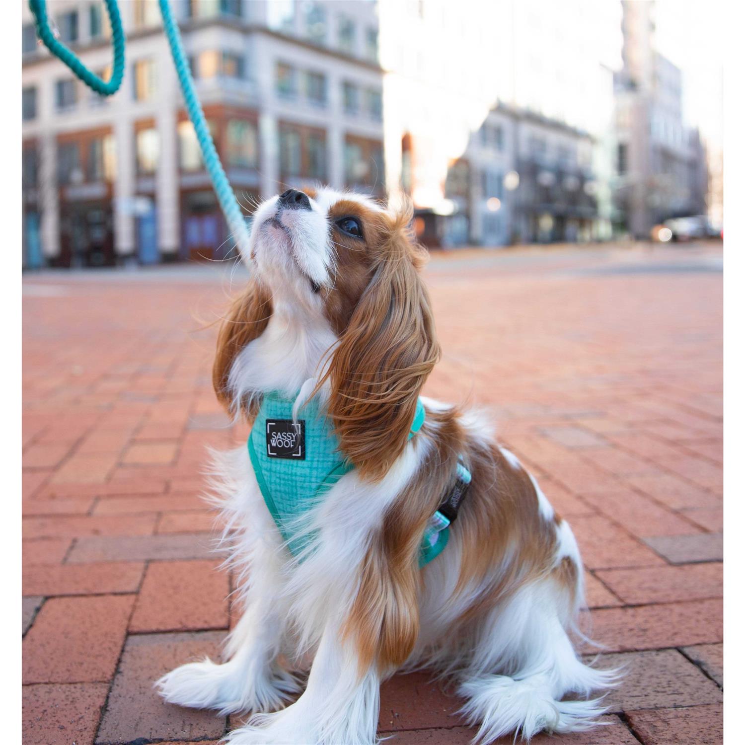 Dog Rope Leash Sassy Woof - Pet Supplies online store