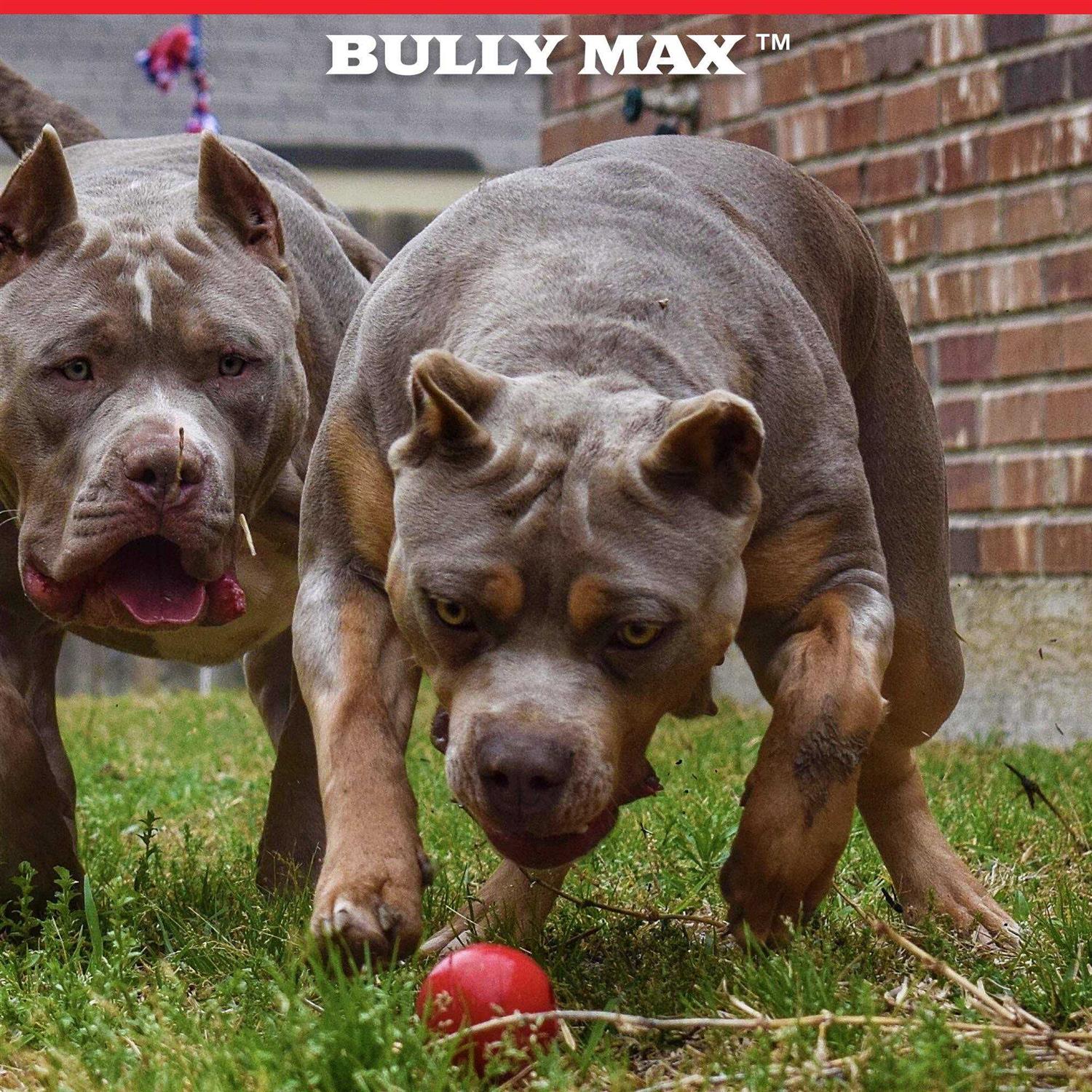 Bully Max Indestructible Dog Ball Toy for Aggressive Chewers Dog Chew Toy for Puppy - Pet Supplies online store
