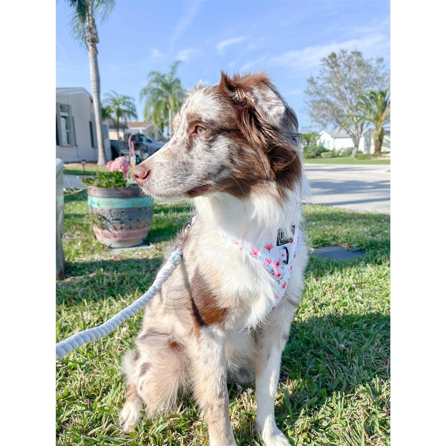 Dog Rope Leash Sassy Woof - Pet Supplies online store