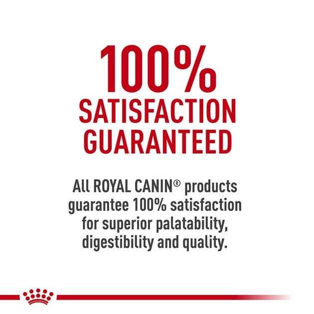 Royal Canin Adult Feline Health Nutrition Morsels in Gravy Cat Food for Indoor Cats - Pet Supplies online store