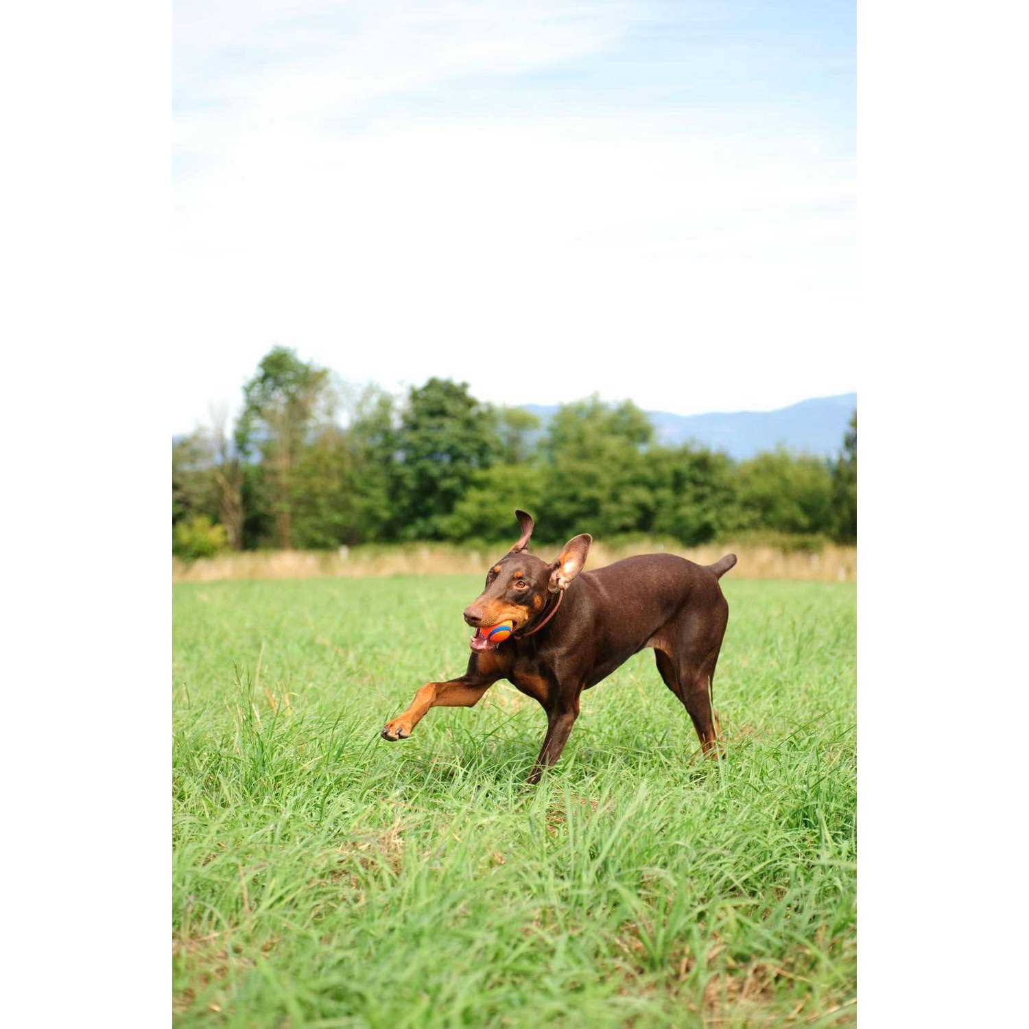 Chuckit! Fetch Medley - Pet Supplies online store