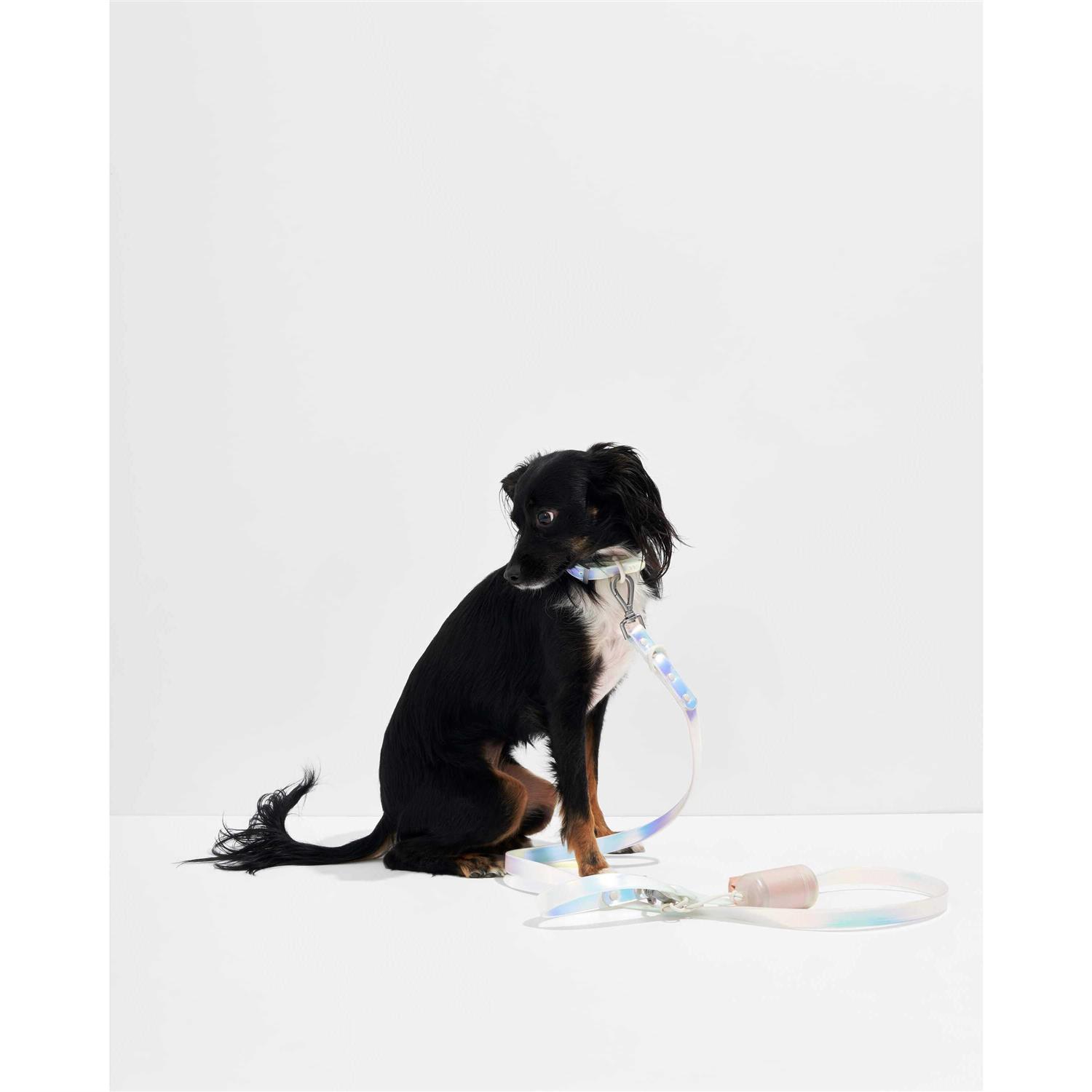 Wild One Dog Leash - Pet Supplies online store