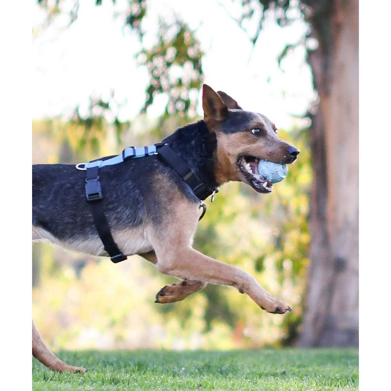 Blue-9 Buckle-Neck Balance Harness Fully Customizable Fit No-Pull Harness Ideal for Dog Training and Obedience - Pet Supplies online store