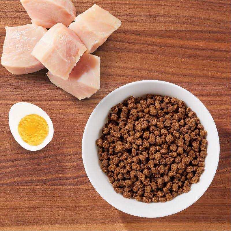 Iams ProActive Health Dry Kitten Food - Pet Supplies online store