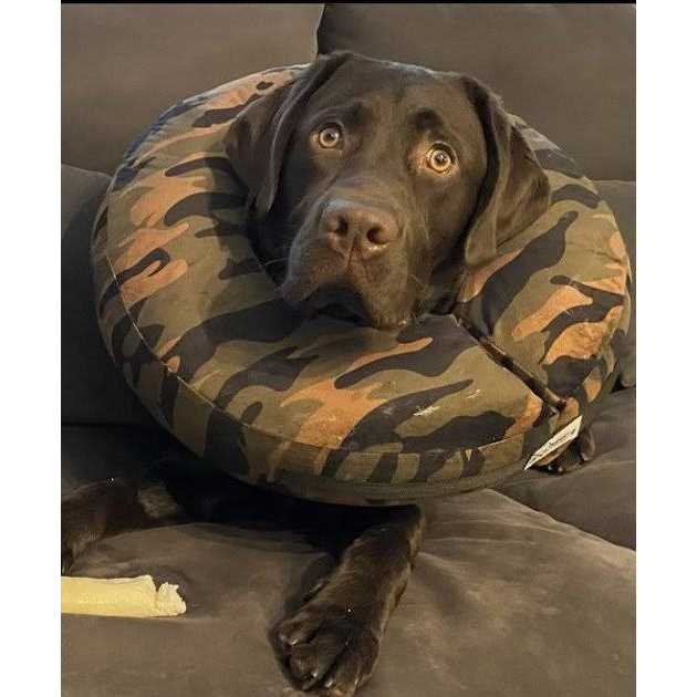 COMFURT Collar Dog & Cat Recovery Collar - Pet Supplies online store