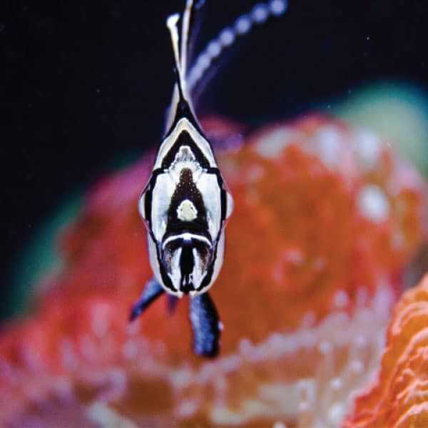 Current USA Orbit Marine Aquarium LED Light - Pet Supplies online store