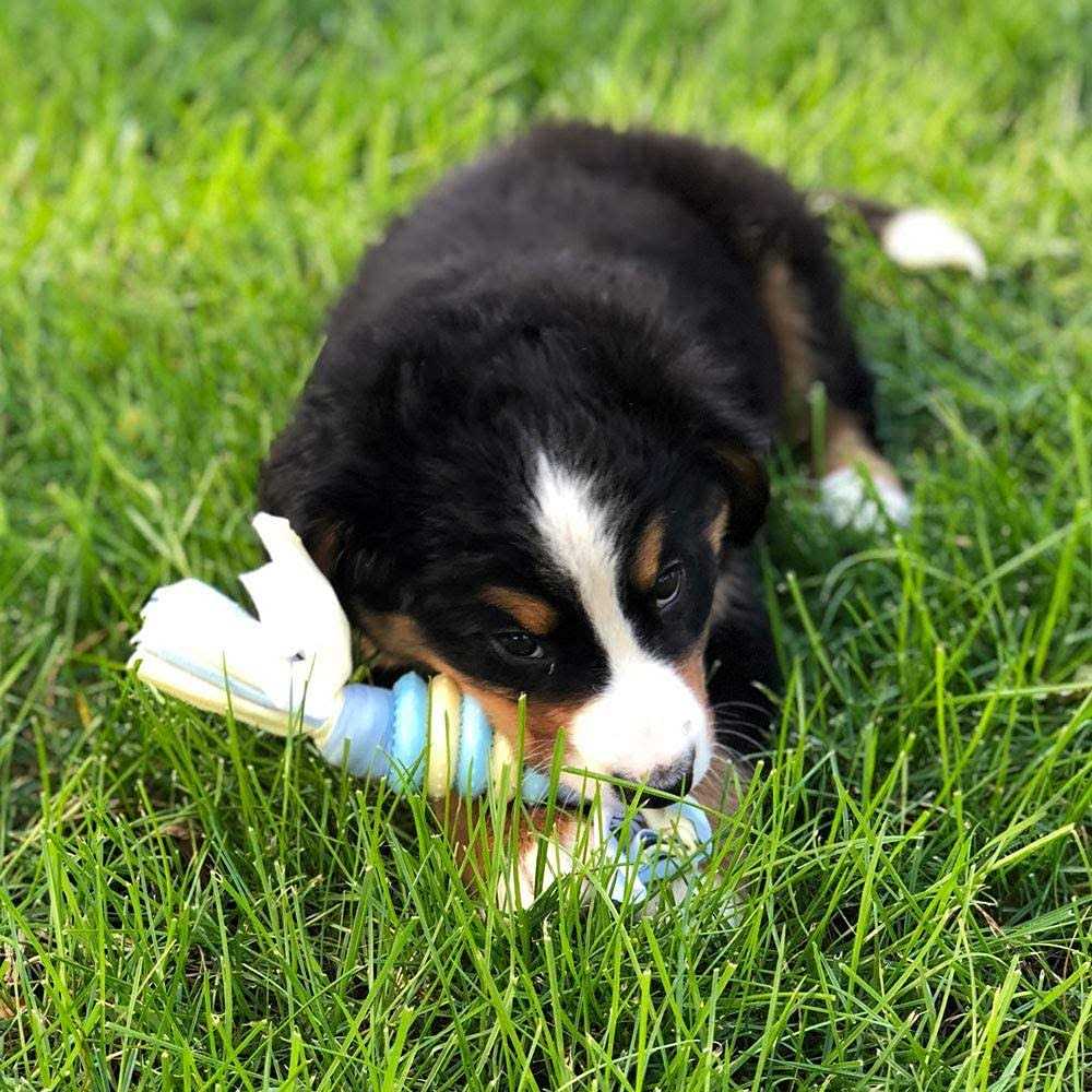 Snuggle Puppy Starter Kit - Pet Supplies online store