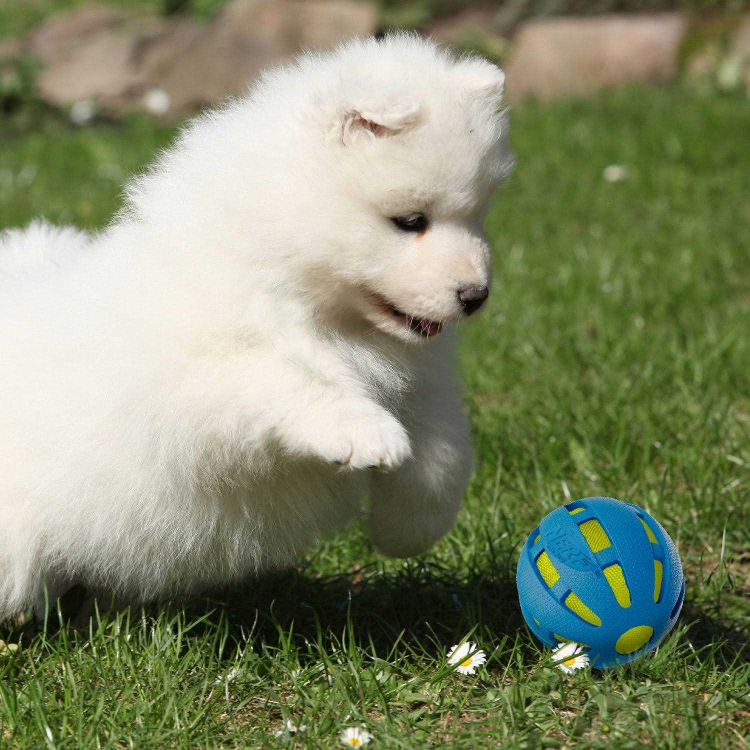 Nerf Checker Crunch Ball Dog Toy - Pet Supplies online store