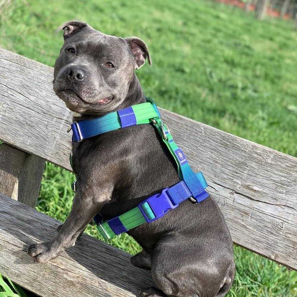 Spark Paws No-Pull Dog Harness Designed for Safety and Control - Pet Supplies online store