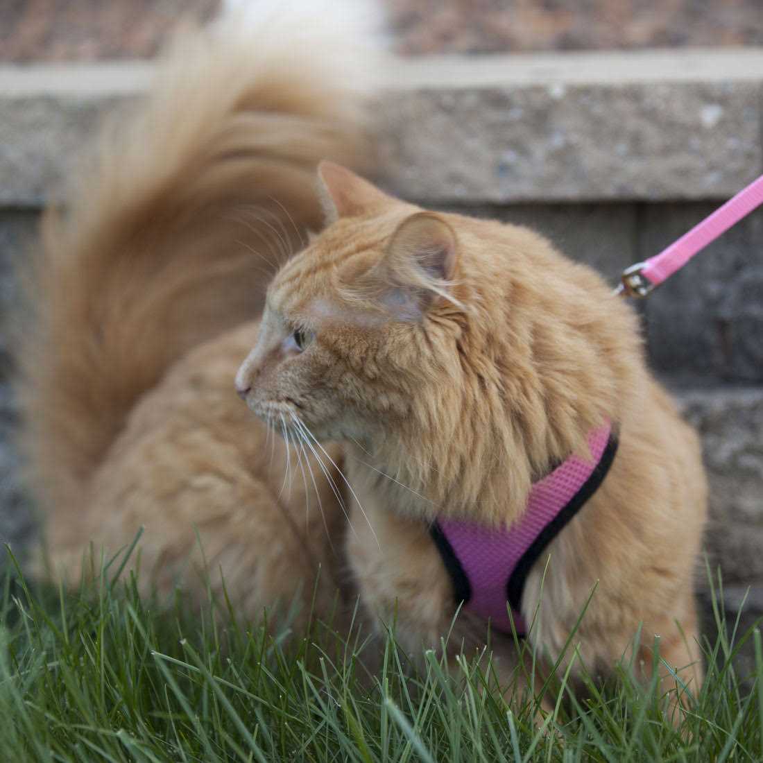 Comfort Soft Adjustable Cat Harness with 6' Leash - Pet Supplies online store