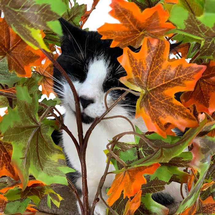 On2Pets Summer Square Cat Tree - Pet Supplies online store