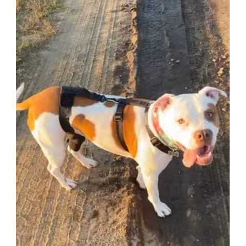 Walkabout Dog & Cat Knee Brace - Pet Supplies online store