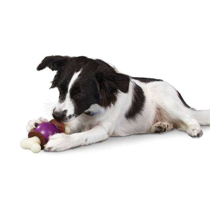 Busy Buddy Bouncy Bone - Pet Supplies online store