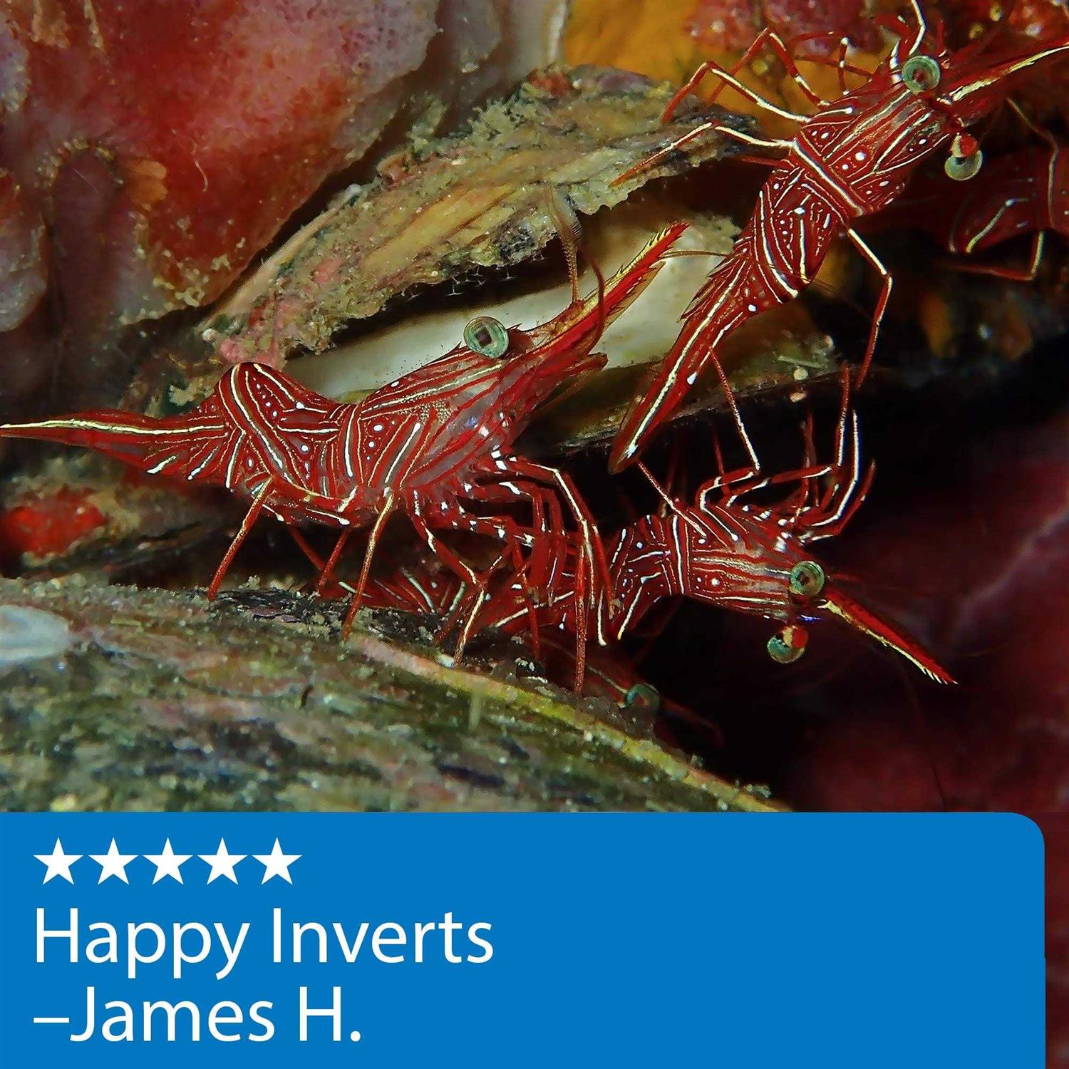 API Marine Calcium - Pet Supplies online store