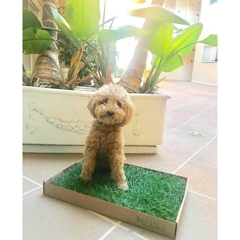 DoggieLawn Real Grass Puppy Pee Pads 24 x Perfect Indoor Litter Box for Dogs - Pet Supplies online store
