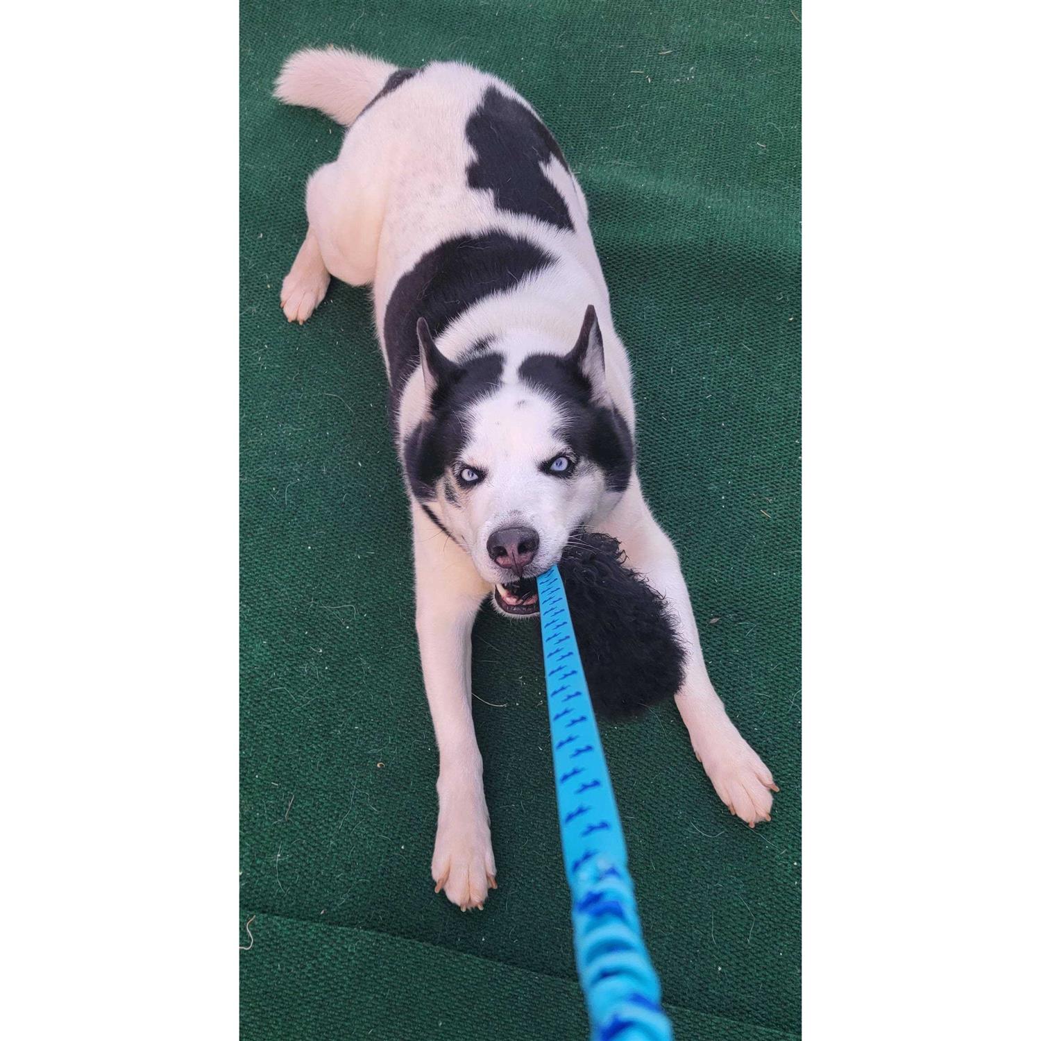 Tug-E-Nuff Sheepskin Bungee Chaser - Pet Supplies online store