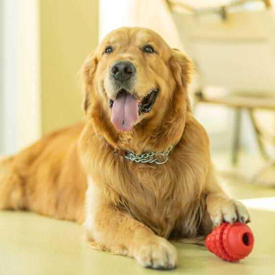 Vibrant Life Treat Buddy Dog Toy - Pet Supplies online store