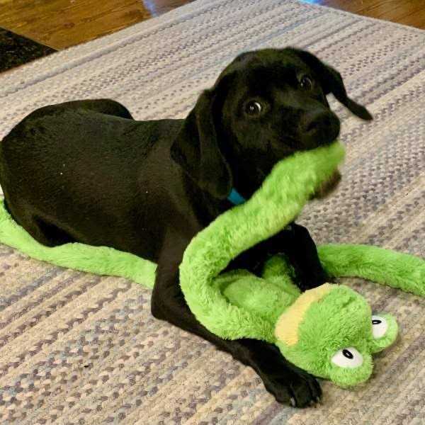 Multipet Dog Toy Swingin' Slevins - Pet Supplies online store