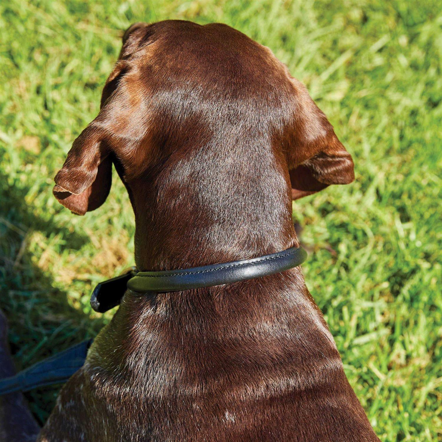 Weatherbeeta Rolled Leather Dog Collar - Pet Supplies online store
