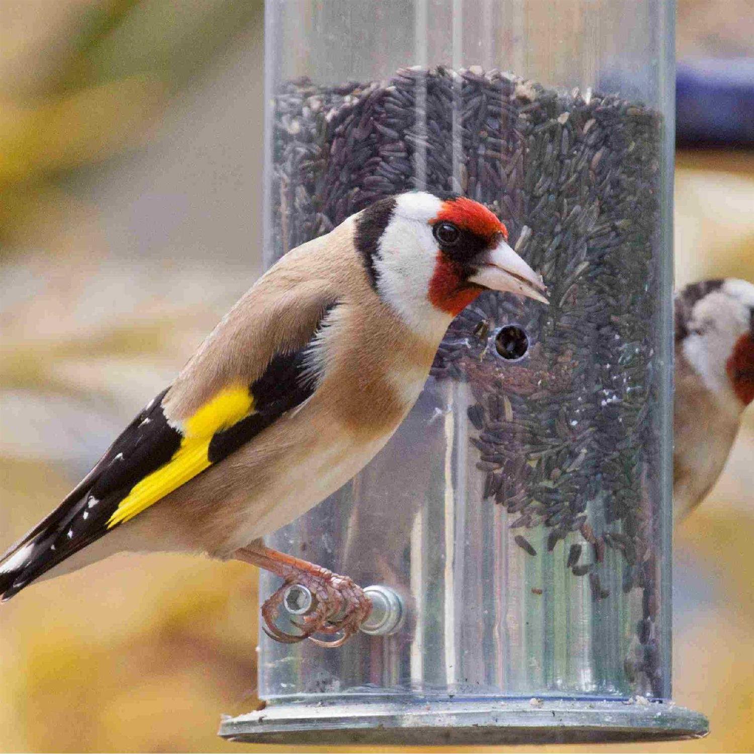 Commodity Marketing Nyjer Seed 50 Pound - Pet Supplies online store