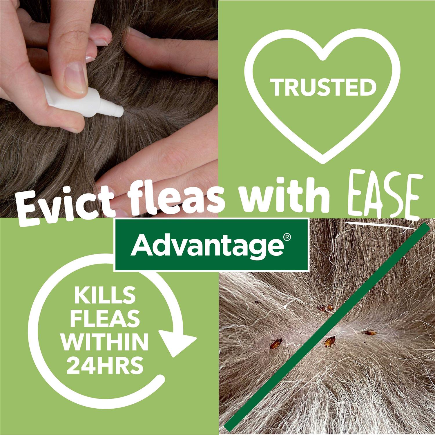 Advantage 40mg Spot-On for Small Cats - Pet Supplies online store