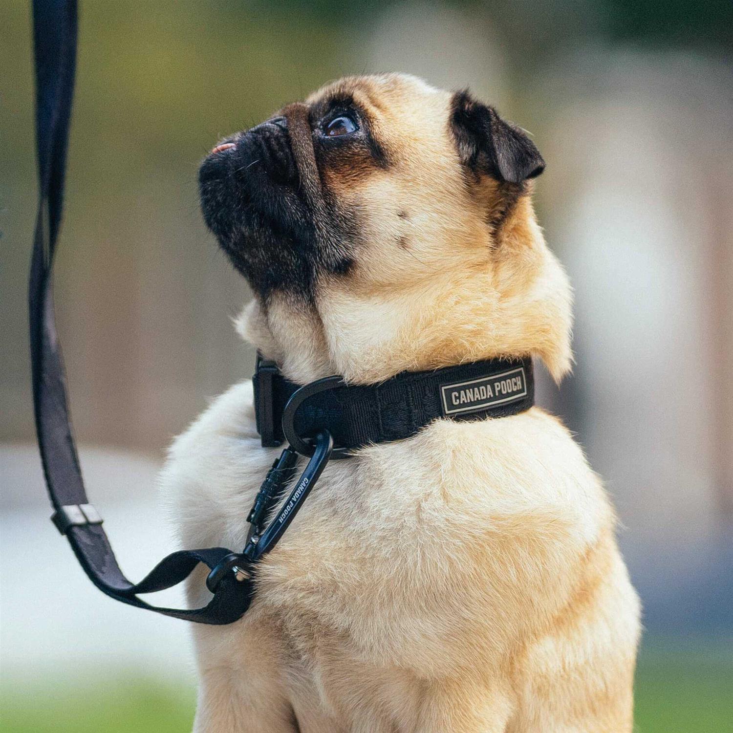 Canada Pooch Utility Dog Collar - Pet Supplies online store