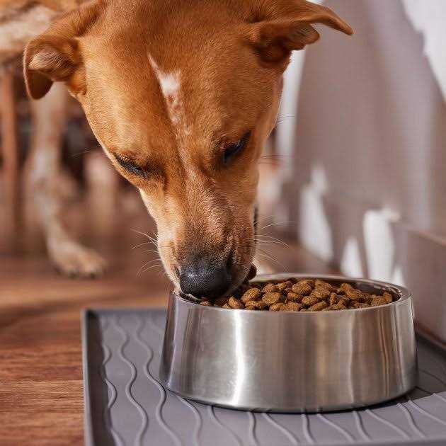 Wholesomes Sensitive Skin & Stomach Large Breed Salmon Dry Dog Food - Pet Supplies online store