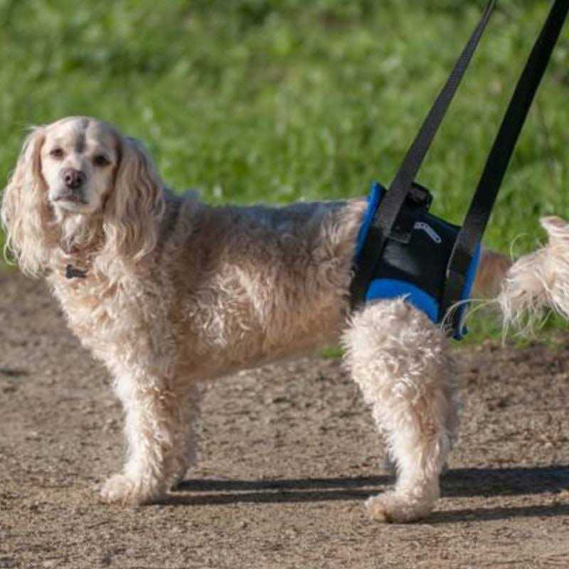 Walkabout Original Back End Harness - Pet Supplies online store