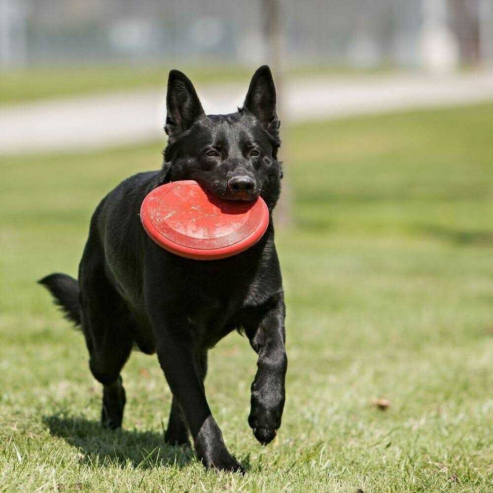 KONG Flyer Dog Toy - Pet Supplies online store