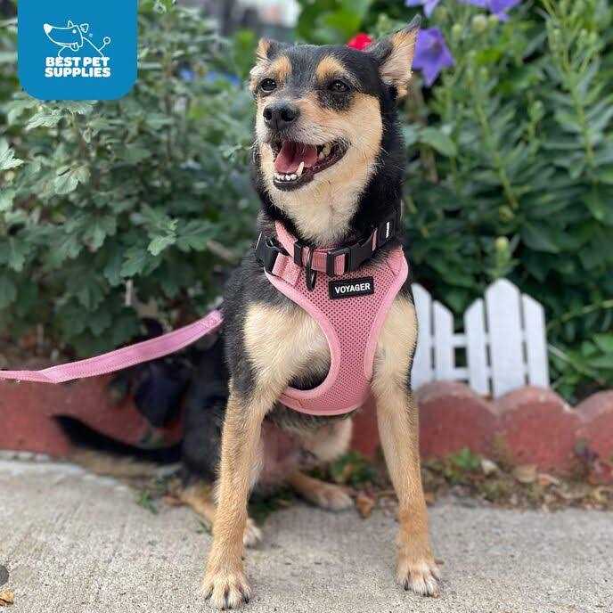 Voyager Step-in Lock Pet Harness All Weather Mesh, Adjustable Step in Harness for Cats and Dogs by Best Pet Supplies - Pet Supplies online store