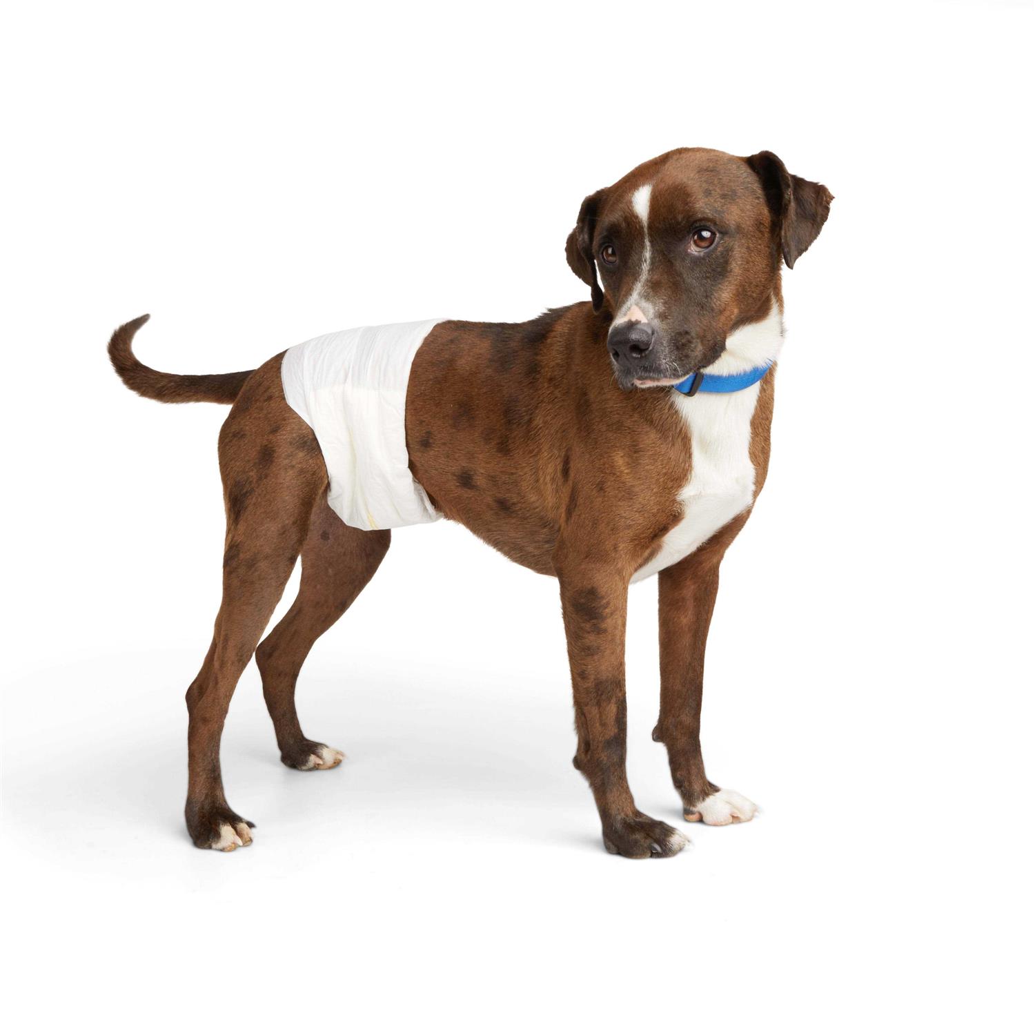 So Phresh Leak Guard Disposable Wrap For Male Dogs - Pet Supplies online store
