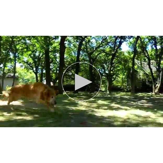 CHUCKIT! ULTRA BALL - Pet Supplies online store