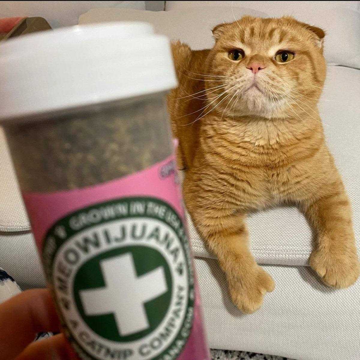 Meowijuana Mice Dreams Passion Flower Lavender Catnip Blend - Pet Supplies online store