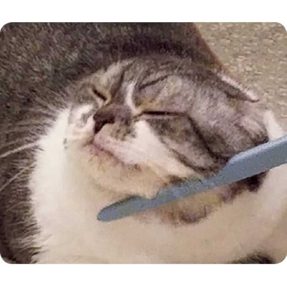 Wataoka The Nekojasuri Cat Groomer - Pet Supplies online store