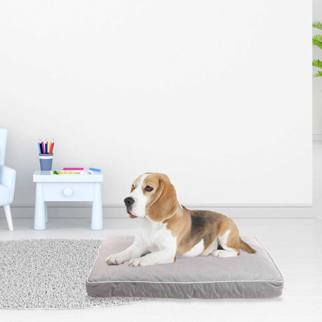 Rae Dunn Rest Orthopedic Pet Bed - Pet Supplies online store