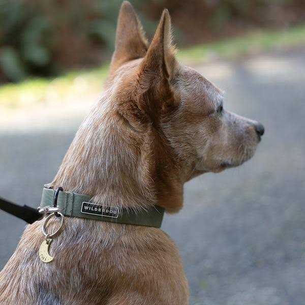 Wilderdog Waterproof Collar - Pet Supplies online store